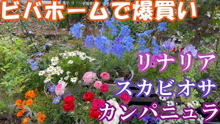 【ビバホームで爆買い】 カンパニュラスカビオサリナリア 4月中旬藤＆薔薇の様子 [upl. by Kirch759]