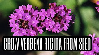 How to Grow Verbena rigida from Seed [upl. by Treblih]