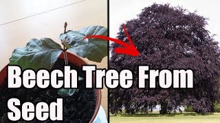 How To Grow Copper Beech From SeedNut [upl. by Benilda]