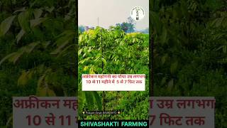 Mahogany tree vs Tissue culture teak shortvideo shivashakti farming mahogany bihar [upl. by Calabresi897]