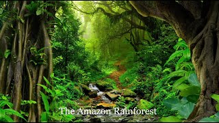 The Amazon rainforest  Brazil [upl. by Analiese]