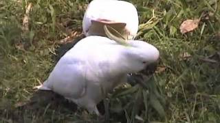 Wild Parrot  Sulphur Crested Cockatoos Foraging [upl. by Yllas]