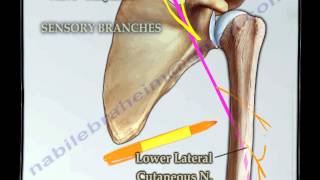 Course Of The Radial Nerve Simplified  Everything You Need To Know  Dr Nabil Ebraheim [upl. by Fagen]