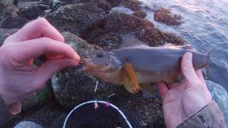 Greenling on the Newport Jetty [upl. by Biddie]