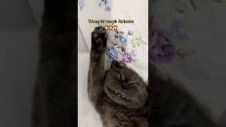 Kok Seram Sih dek 😰 cat pets catlover kucing kitten anakkucinglucu cute funny shorts [upl. by Sosanna624]