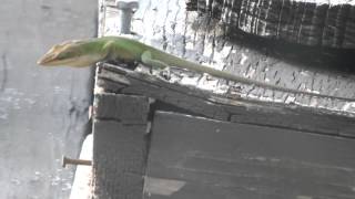 Male Green Anole showing his courtship display dewlap Fuji HS25EXR 720p [upl. by Chu]