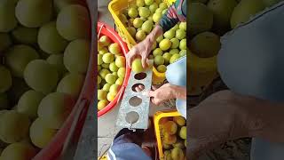 Measurement process of fruit size shortscrafts diy art handmade [upl. by Havot]