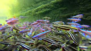 Rotbauchelritze Chrosomus erythrogaster amp Regenbogenelritze Notropis chrosomus laichen spawning [upl. by Airegin]