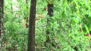 Guntersville Tornado  Trees Down  Guntersville Alabama  April 27 2011 [upl. by Tera]