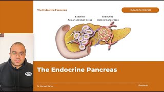 The Endocrine Pancreas [upl. by Ardra]