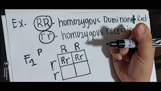 How to determine Genotypic Ratio and Phenotypic Ratio in monohybric crossing using punnett square [upl. by Mcadams]