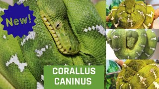 Der grüne Hundskopfschlinger  ist er so gefährlich wie sein Name Informationen zu Corallus Caninus [upl. by Calica]