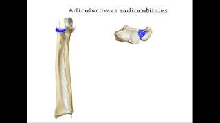 Articulaciones radiocubitales Carrera de Kinesiologia ULS Alvaro Puelles [upl. by Akcired]