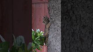 Third Bobcat Kitten Joins the Climbing Adventure [upl. by Llatsyrk]