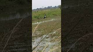 The blacknecked stork Ephippiorhynchus asiaticus is a tall longnecked Wading bird of wetlands [upl. by Llekram79]