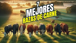 LAS 7 MEJORES RAZAS DE GANADO VACUNO para la Producción de Carne [upl. by Anaiviv]