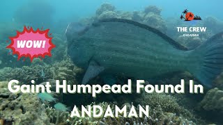 A Giant Humphead Wrasse Found In Andaman Sea 🐠🐟 [upl. by Mercedes776]