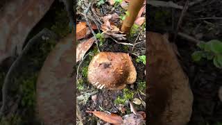 Immersive picking of matsutake山grila atsu mushroom seasonThe gift of natureMatsutake [upl. by Aneehsal872]