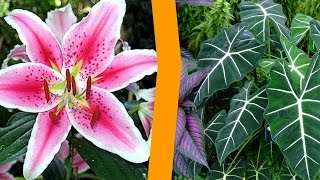 ESSE LOCAL É O PARAÍSO PARA QUEM GOSTA DE PLANTAS  PARTE 2  FLORES [upl. by Ehc]