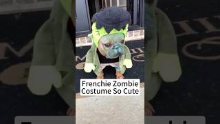 So cute puppy puppies dog doglover dogs petcostumes costume love happy funny fyp [upl. by Ihtac]