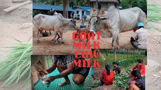 Kangayam cow  Milking  Goat milking  Episode  27 [upl. by Tiphane]