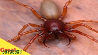 Myth of Deadly species of spider spreading the woodlouse spiderwatch Till End [upl. by Dalpe]