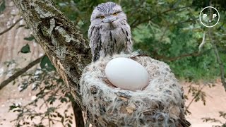 The frogmouth family lays eggs [upl. by Haziza]