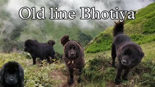 pure old line bhotia dog puppies for sale Gaddi dog bakarwal dog Himalayan Mastiff Uttarakhand wale [upl. by Pax]