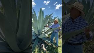 Amazing Uses of the Agave Plant：Beyond Tequila funfacts [upl. by Akinas]