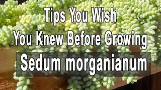 Gardening Tips You Wish You Knew Before Growing Sedum morganianum [upl. by Amlus]