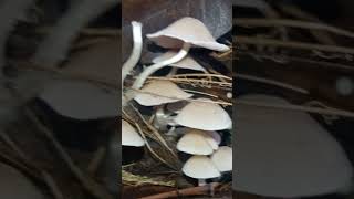 Small Psathyrella mushrooms mushroom 2fungi [upl. by Gilbertson16]