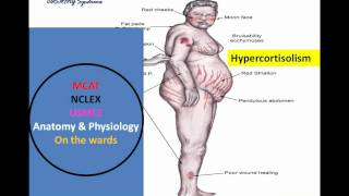 HypothalamicPituitary Mnemonic Pt I wmv [upl. by Lethia]