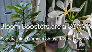 How I Fertilize My Dwarf Plumeria in Spring Plumeria obtusa Care [upl. by Ierdna]