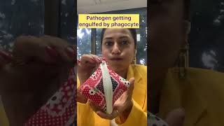 Phagocytosis  Phagocytosis process  Easy [upl. by Earleen879]