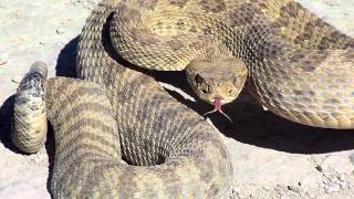 HUGE RATTLE SNAKE [upl. by Yntruoc]