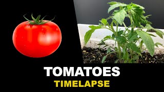 Growing Tomatoes From Seeds Time Lapse 45 days [upl. by Urd]