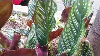 Calathea plant  Calathea Ornata  Calathea zebra plant  houseplant with exotic leaves [upl. by Narual]