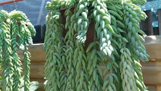 Paano magpropagate ng Burros Tail o Donkeys Tail [upl. by Kern]