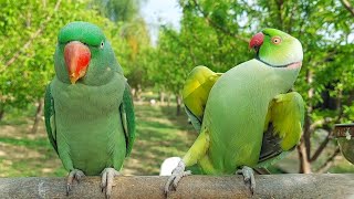 Best Dancing Parrot  Amazing Dancing Parrot [upl. by Isyak]