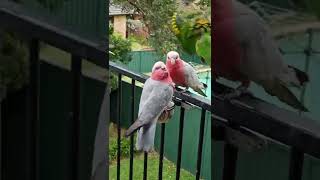 Rainbow Lorikeets are SUPER TRICKY🌈🦜🦜🤡😨💥🤣🤣 [upl. by Refiffej]