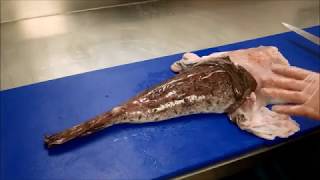 How to prepare Monkfish [upl. by Rohclem]