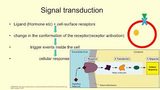 Cell Membrane amp Its Proteins Signal Transduction Receptor amp Messenger  Lecture 13c [upl. by Beetner]