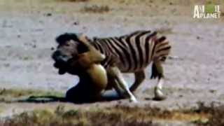 Lion vs Zebra Unbelievable Deadly Fight [upl. by Hsiri]