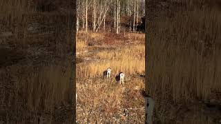 Found some bighorn sheep bighornsheep wildlife wildlifephotography [upl. by Royo]