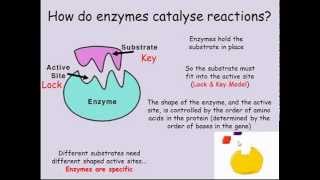 Enzymes GCSE Combined Science Biology [upl. by Itsyrc]