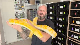 Tiger Lavender albino reticulated Python Handling tips for socialising big constrictors [upl. by Blodgett]