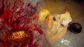 Goliath Tigerfish Latches Onto Mans Throat  HORROR STORY  River Monsters [upl. by Melodee621]