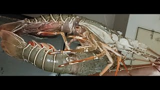 12 kg LOBSTER How to Extract the Meat from a Lobster Lobster recipe coming upminutecooking3468 [upl. by Stewart]