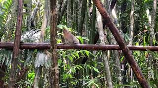 A Monkey Crossing a Bamboo [upl. by Ah]