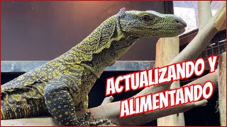 ACTUALIZACIÓN VARANOS COCODRILO Y ALIMENTANDO SERPIENTES 🦎🐉🐍 [upl. by Adda802]